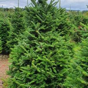 wholesale xmas trees