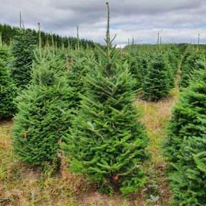 buy christmas trees wholesale