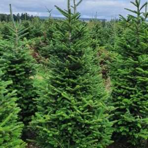 christmas tree suppliers