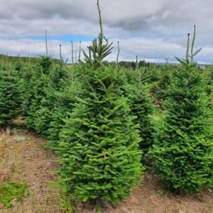 christmas trees for sale wholesale