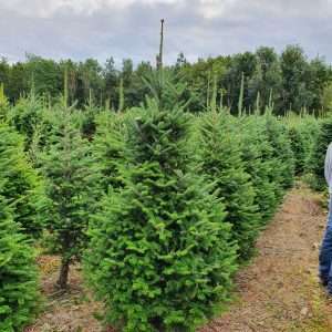 christmas tree suppliers wholesale