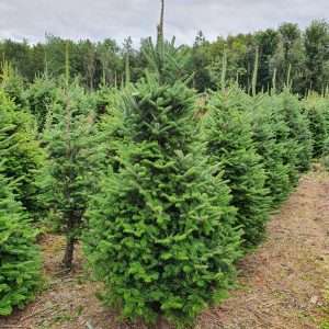 buying christmas trees wholesale