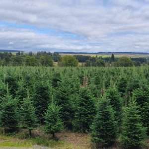 christmas trees wholesale