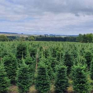 real christmas trees for sale