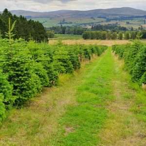 christmas tree suppliers wholesale