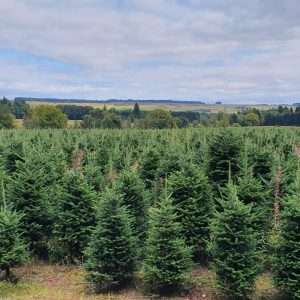 real christmas tree wholesale suppliers