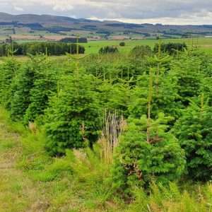 christmas tree suppliers wholesale