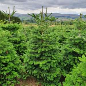 christmas trees for sale wholesale