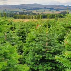 christmas tree suppliers