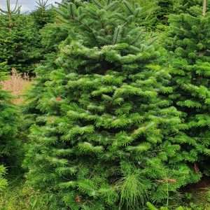 buy christmas trees wholesale