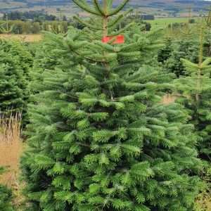 christmas tree suppliers