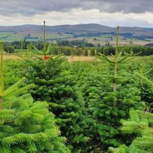 buy christmas trees wholesale