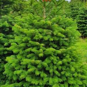 buy christmas trees wholesale