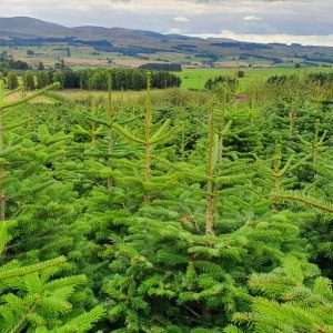 christmas tree suppliers