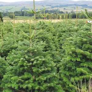 christmas trees for sale wholesale