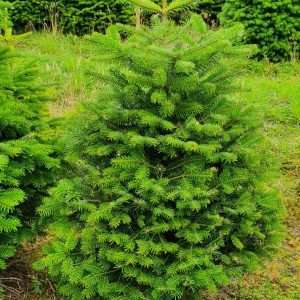 christmas tree suppliers wholesale