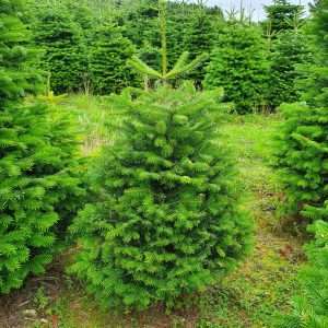 real christmas trees