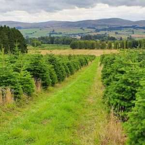 real christmas trees wholesale