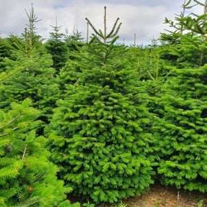 christmas trees for sale wholesale