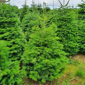 christmas tree suppliers wholesale