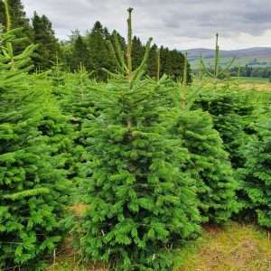 real christmas tree wholesale suppliers