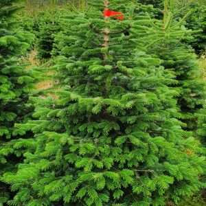 real christmas trees wholesale