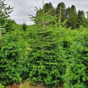 christmas trees wholesale