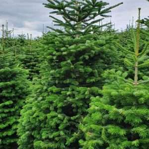 wholesale xmas trees