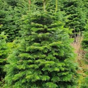 christmas tree stands wholesale