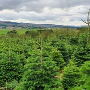 buy christmas trees wholesale