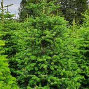 buy christmas trees wholesale