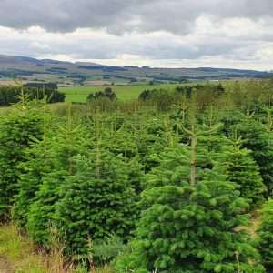 real christmas trees for sale