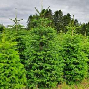 buy christmas trees wholesale