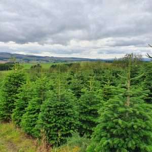 christmas tree wholesale