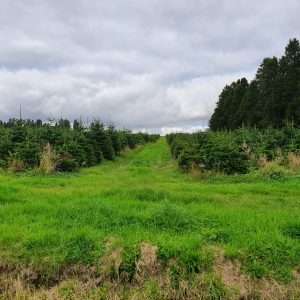 buying christmas trees wholesale