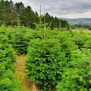 christmas trees for sale wholesale