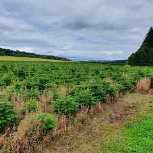 real christmas trees for sale