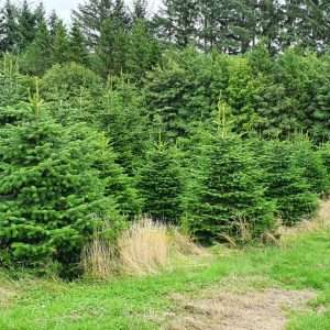 real christmas tree wholesale suppliers