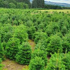 real christmas trees for sale