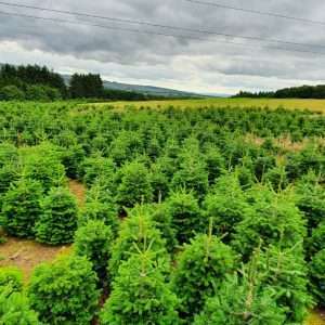 commercial christmas trees wholesale