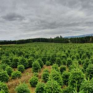 christmas tree farming