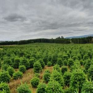 wholesale christmas tree farming