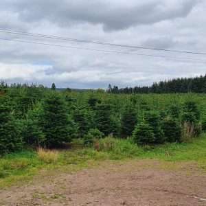 real Christmas tree farming