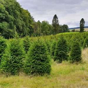 christmas trees wholesale