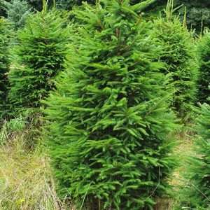 real christmas trees for sale