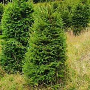 real christmas trees for sale