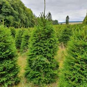 commercial Christmas trees wholesale