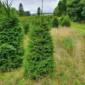 buy real christmas tree near me