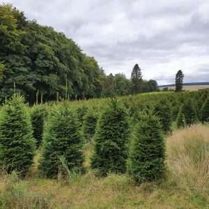 real wholesale xmas trees