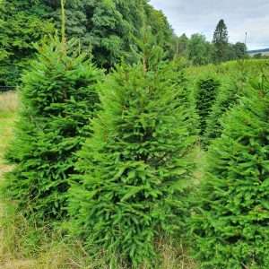 real christmas tree wholesale suppliers